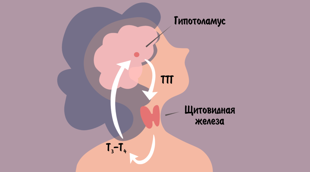 нарушение щитовидной железы симптомы