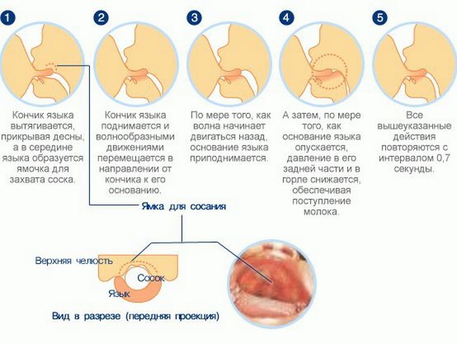 Как кормить грудью
